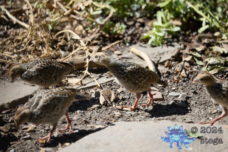 California Quail