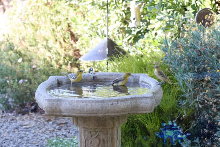 Bullock’s Oriole, Hooded Oriole