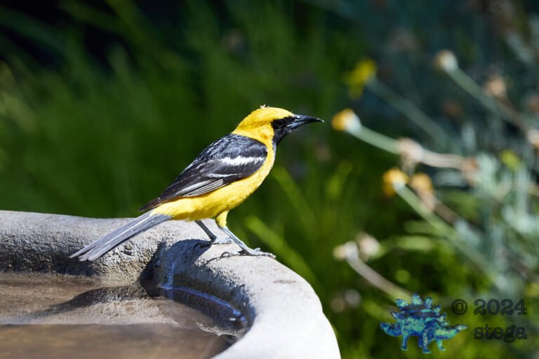 Hooded Oriole