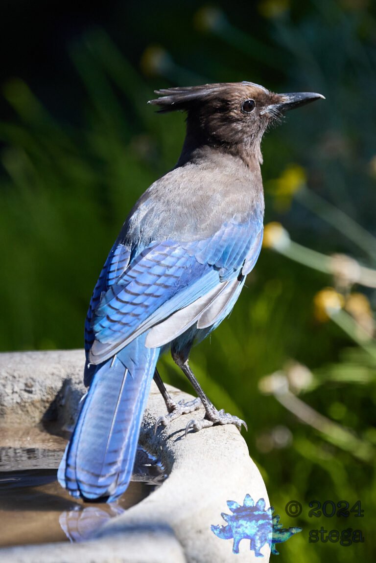 Steller’s Jay