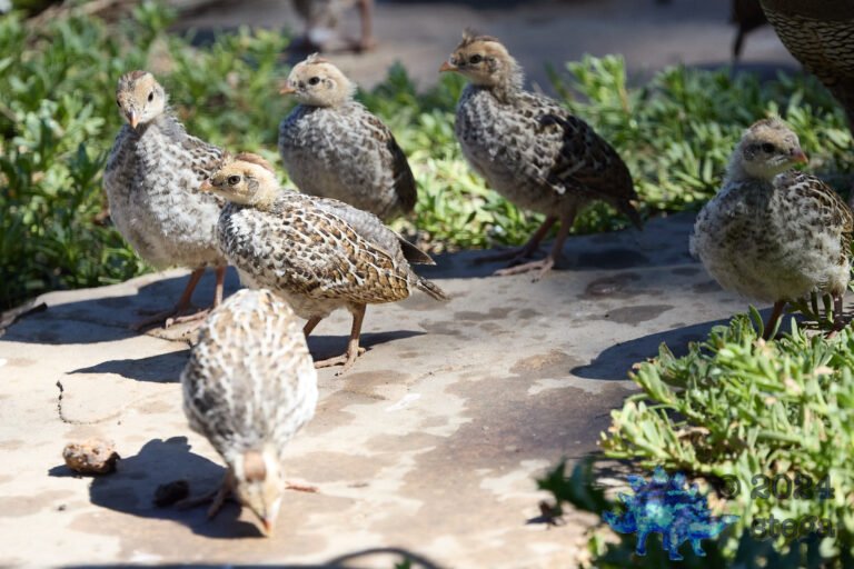 California Quail
