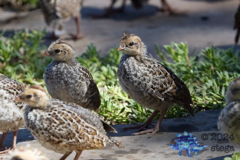 California Quail