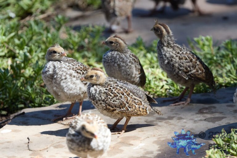 California Quail