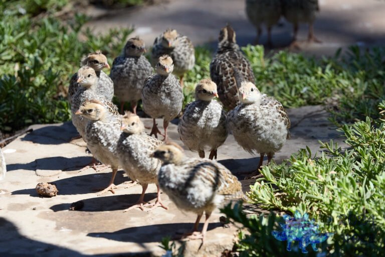 California Quail