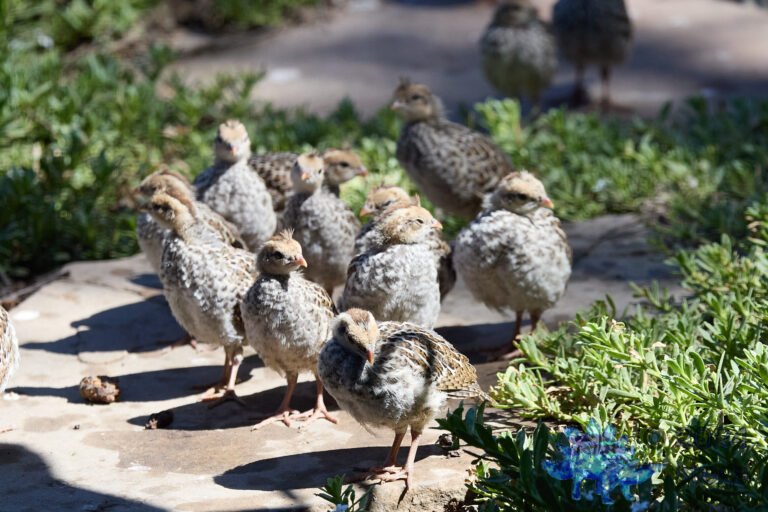 California Quail