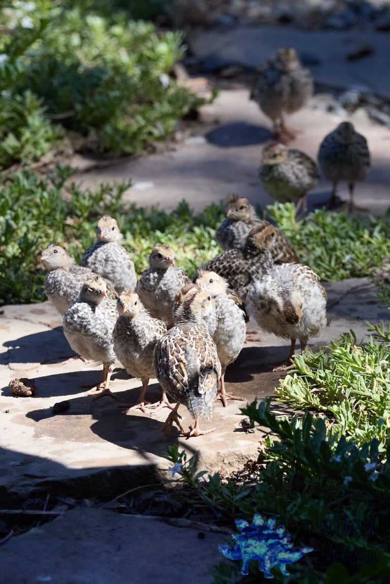 California Quail