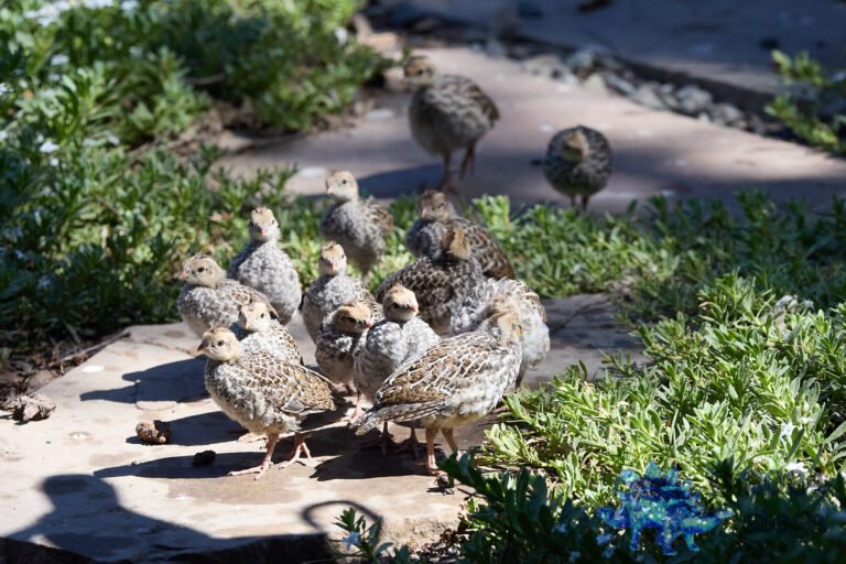 California Quail