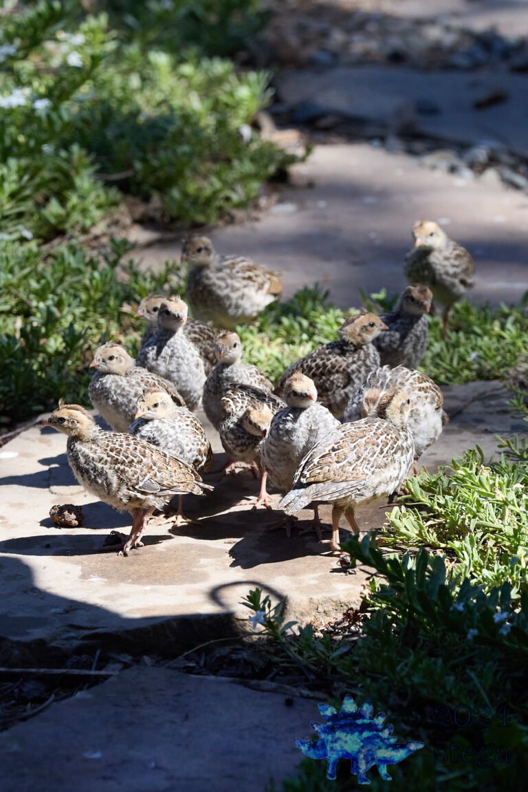 California Quail
