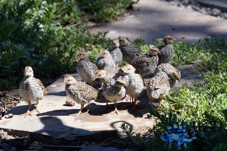 California Quail