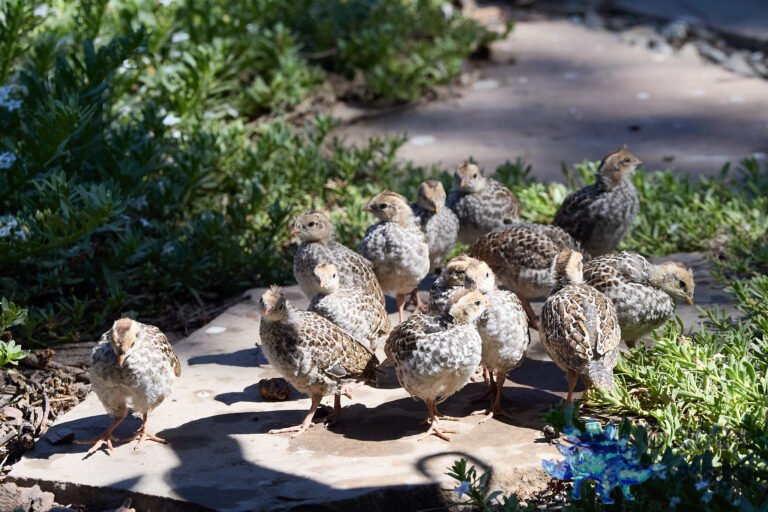 California Quail
