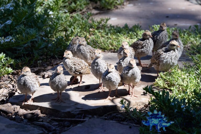 California Quail