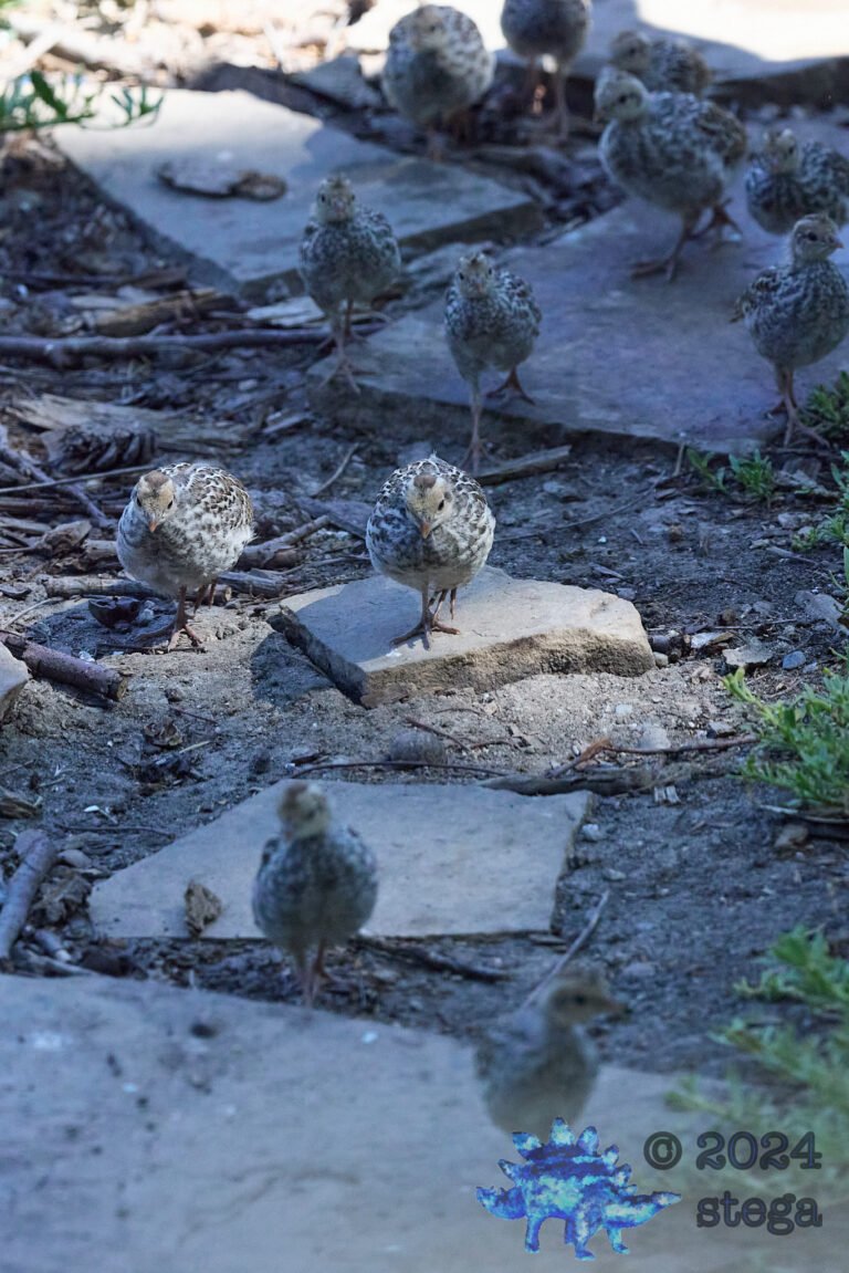 California Quail