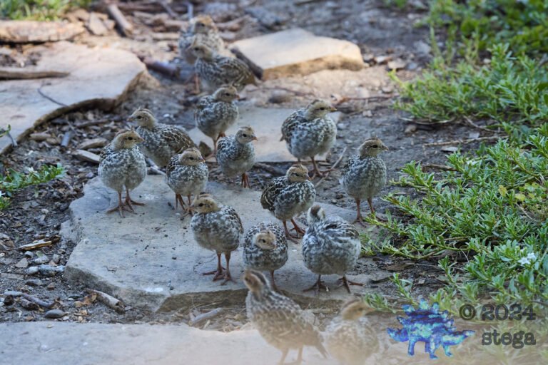 California Quail