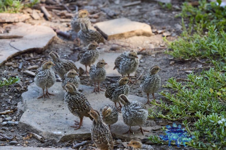 California Quail