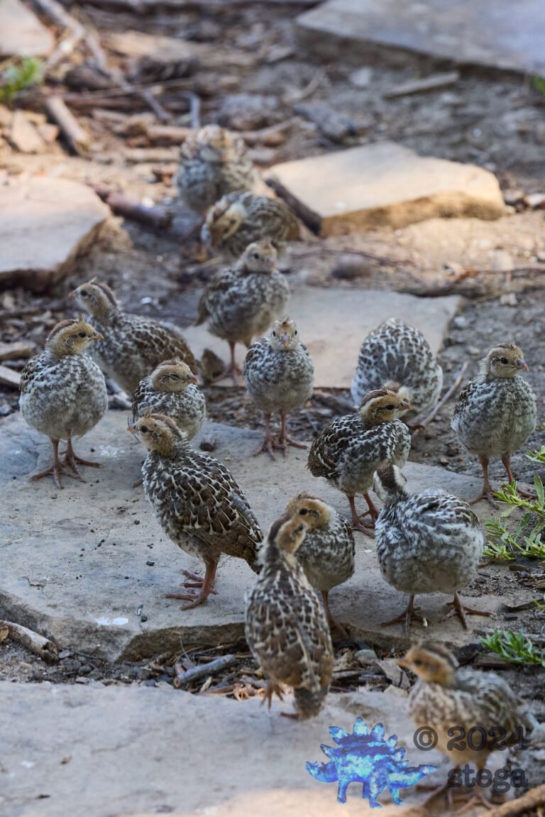California Quail