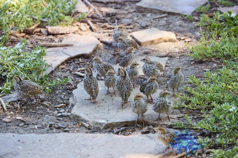 California Quail