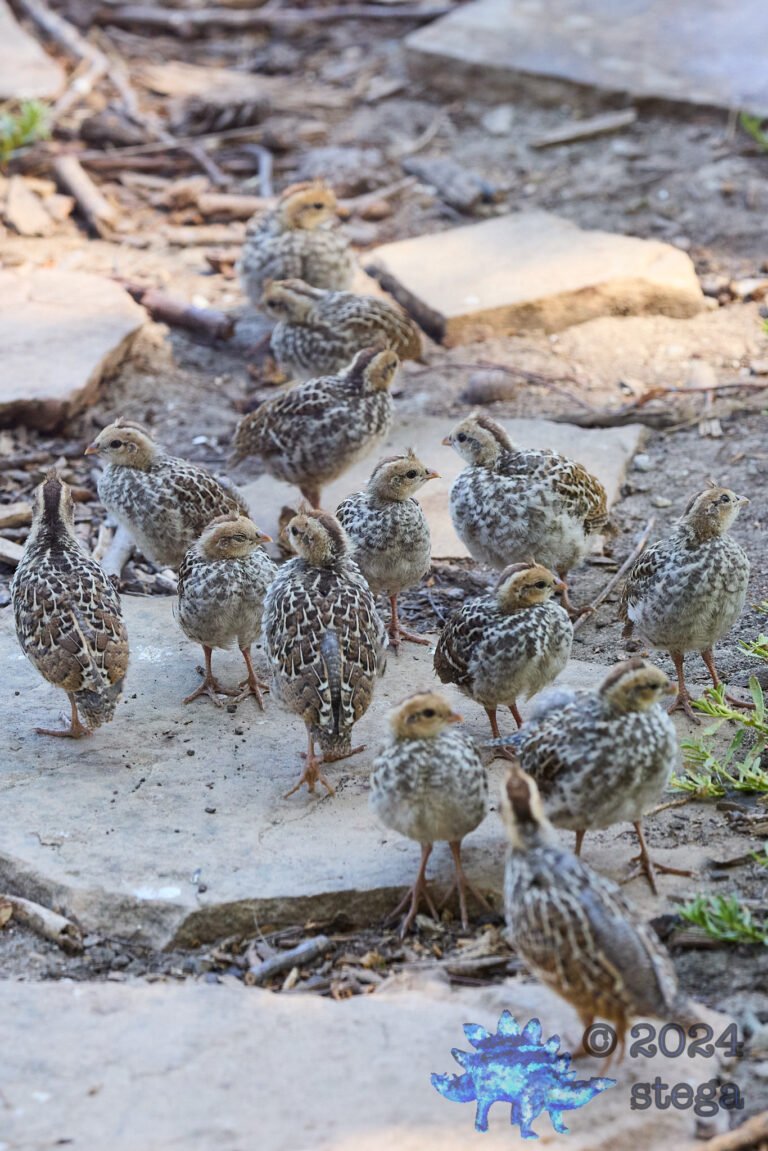 California Quail