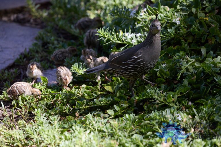 California Quail