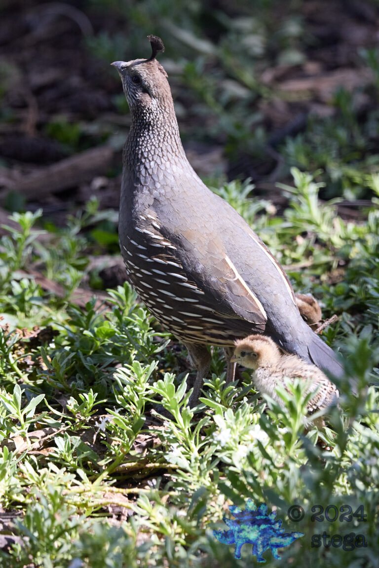 California Quail