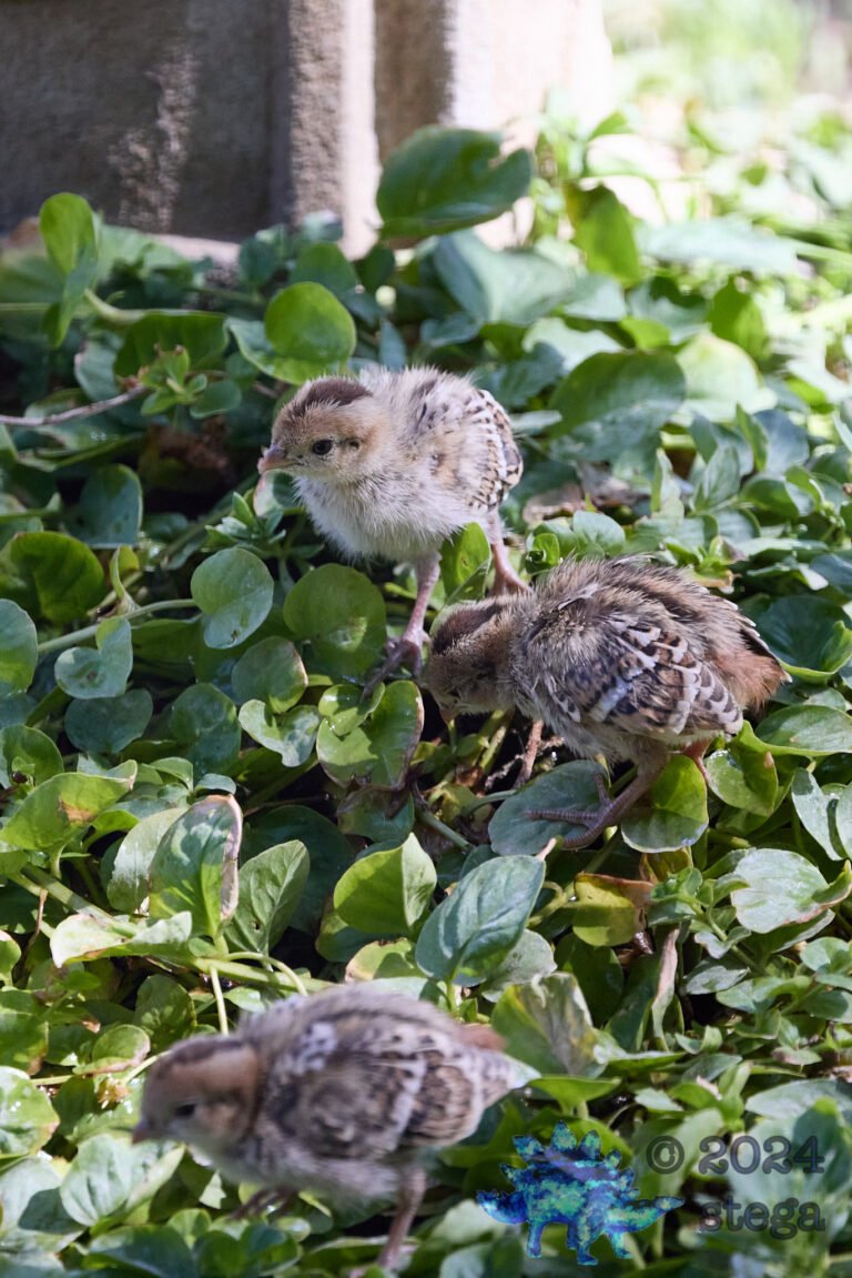 California Quail
