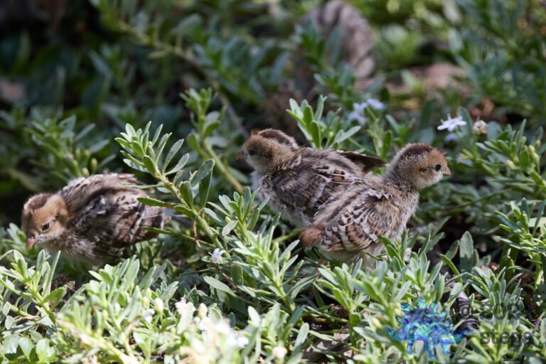 California Quail