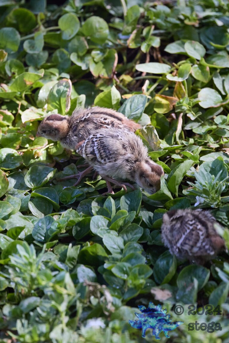 California Quail