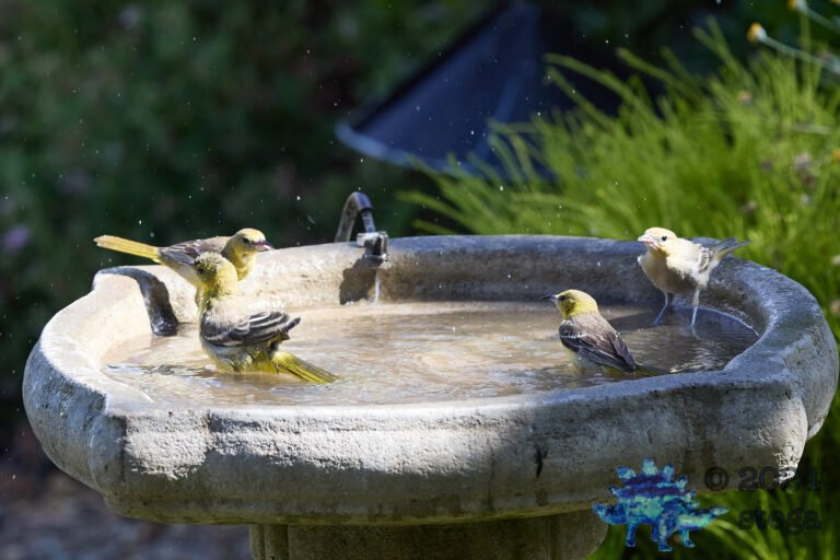 Bullock’s Oriole, Hooded Oriole