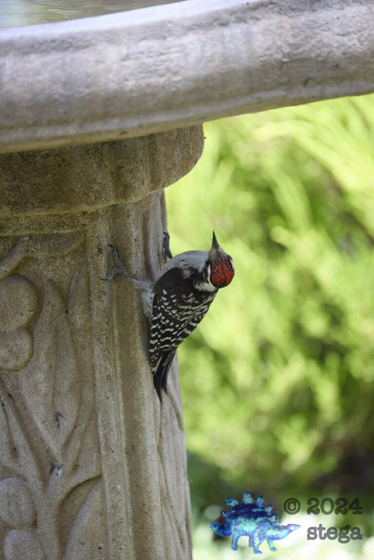 Nuttall’s Woodpecker