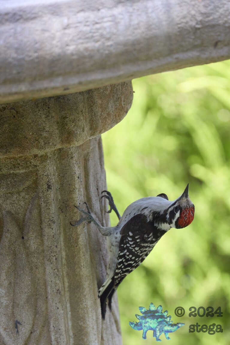 Nuttall’s Woodpecker