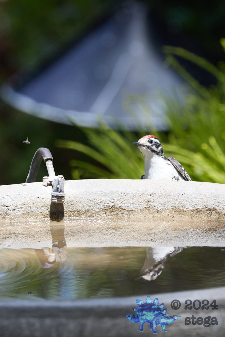 Nuttall’s Woodpecker