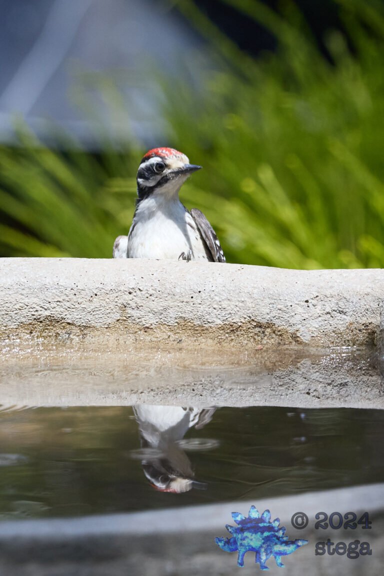 Nuttall’s Woodpecker