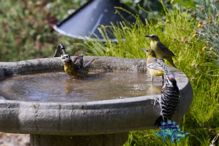 Bullock’s Oriole, Hooded Oriole, Nuttall’s Woodpecker