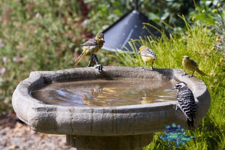 Bullock’s Oriole, Hooded Oriole, Nuttall’s Woodpecker