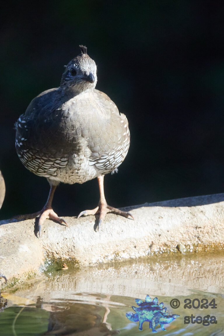 California Quail