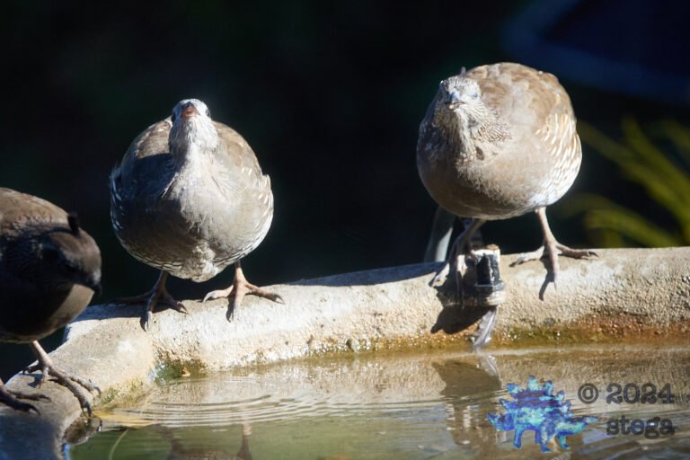 California Quail