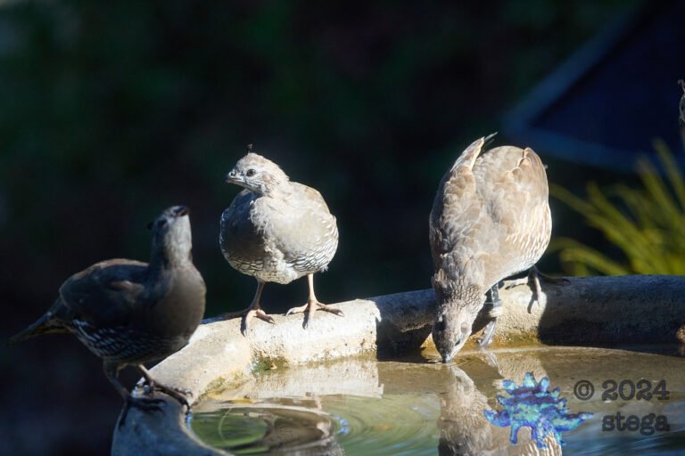 California Quail