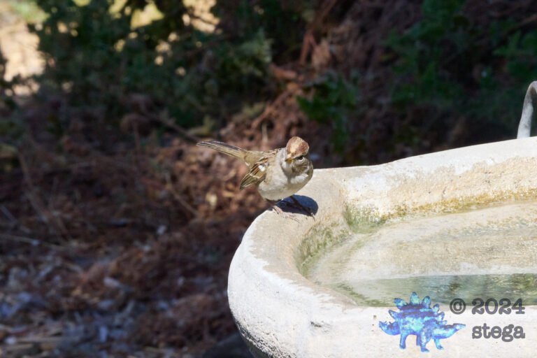 White-Crowned Sparrow