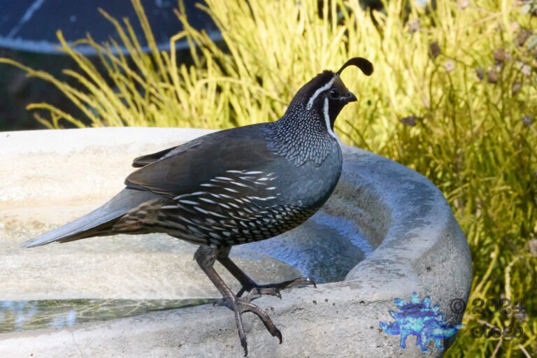 California Quail