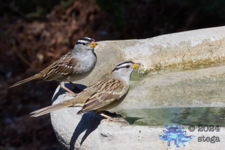 White-Crowned Sparrow