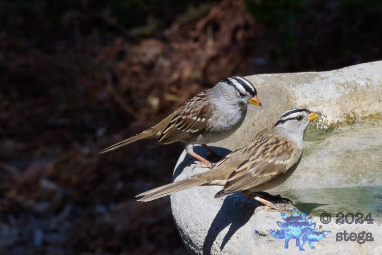 White-Crowned Sparrow