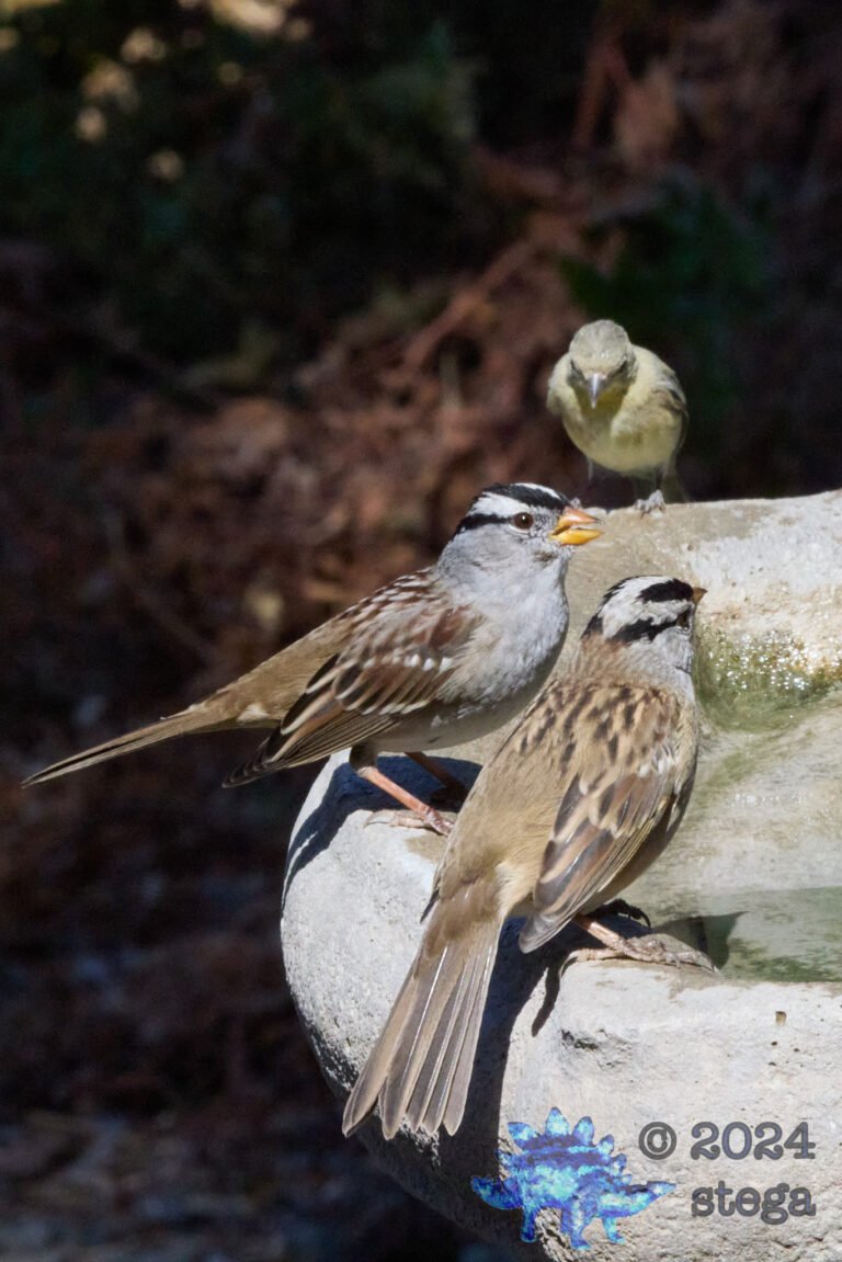 White-Crowned Sparrow