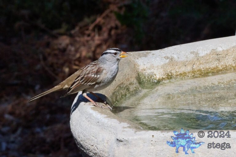 White-Crowned Sparrow