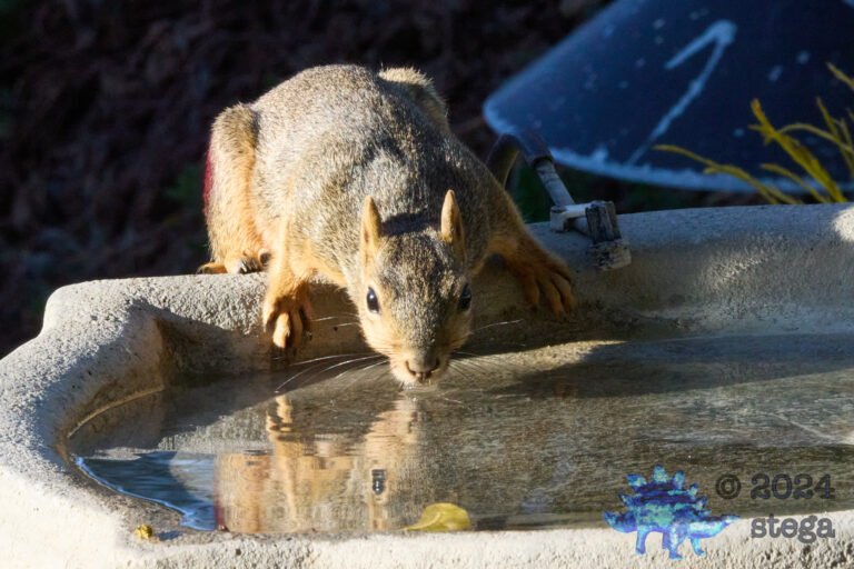 Fox Squirrel