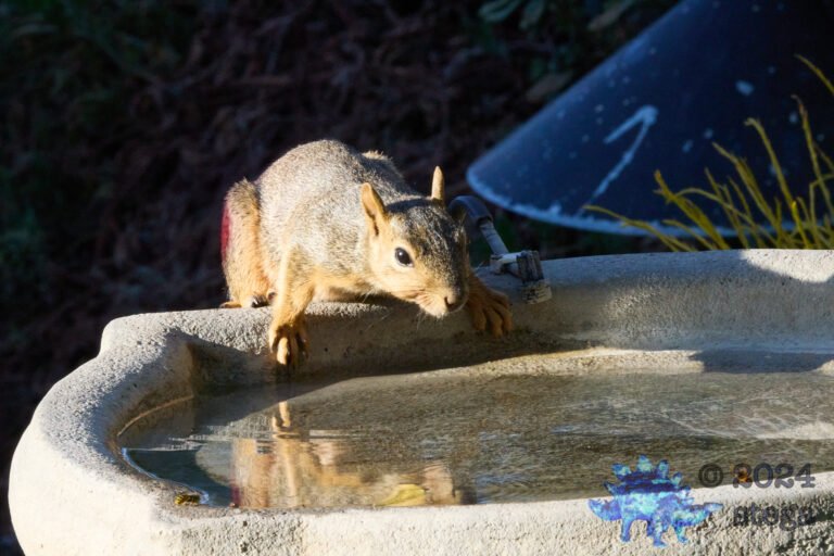 Fox Squirrel