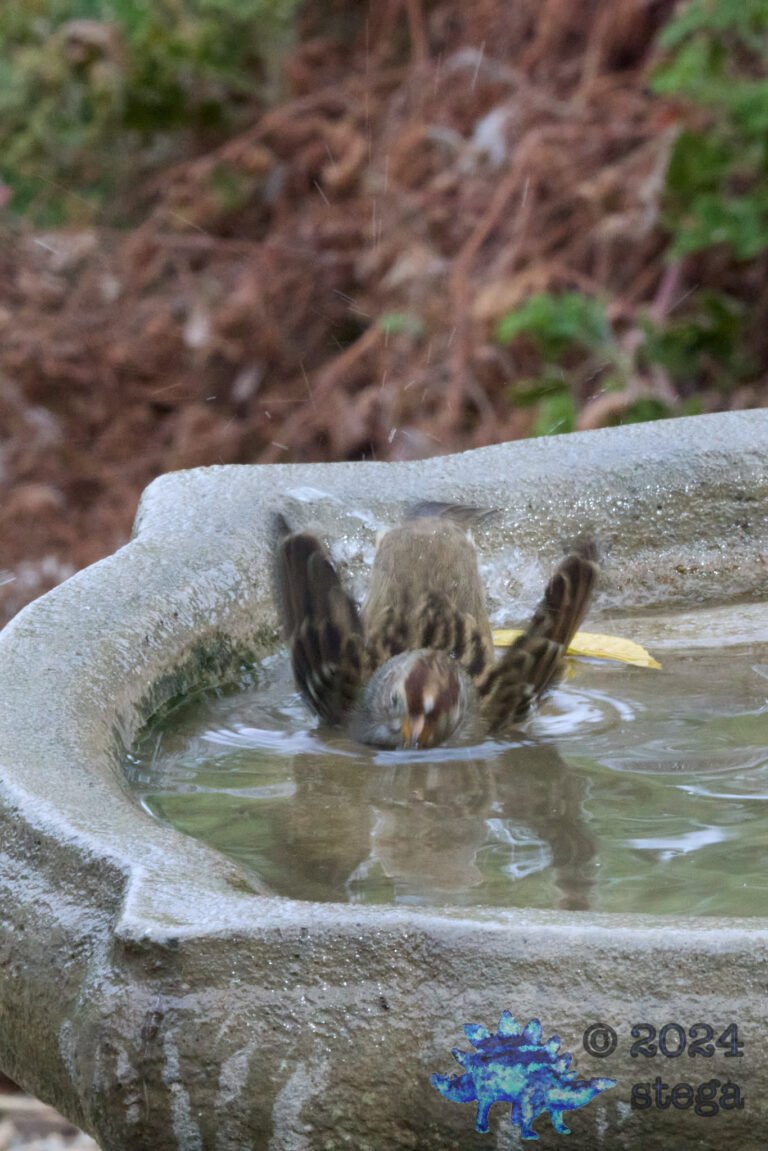 White-Crowned Sparrow