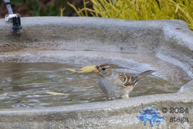 White-Crowned Sparrow