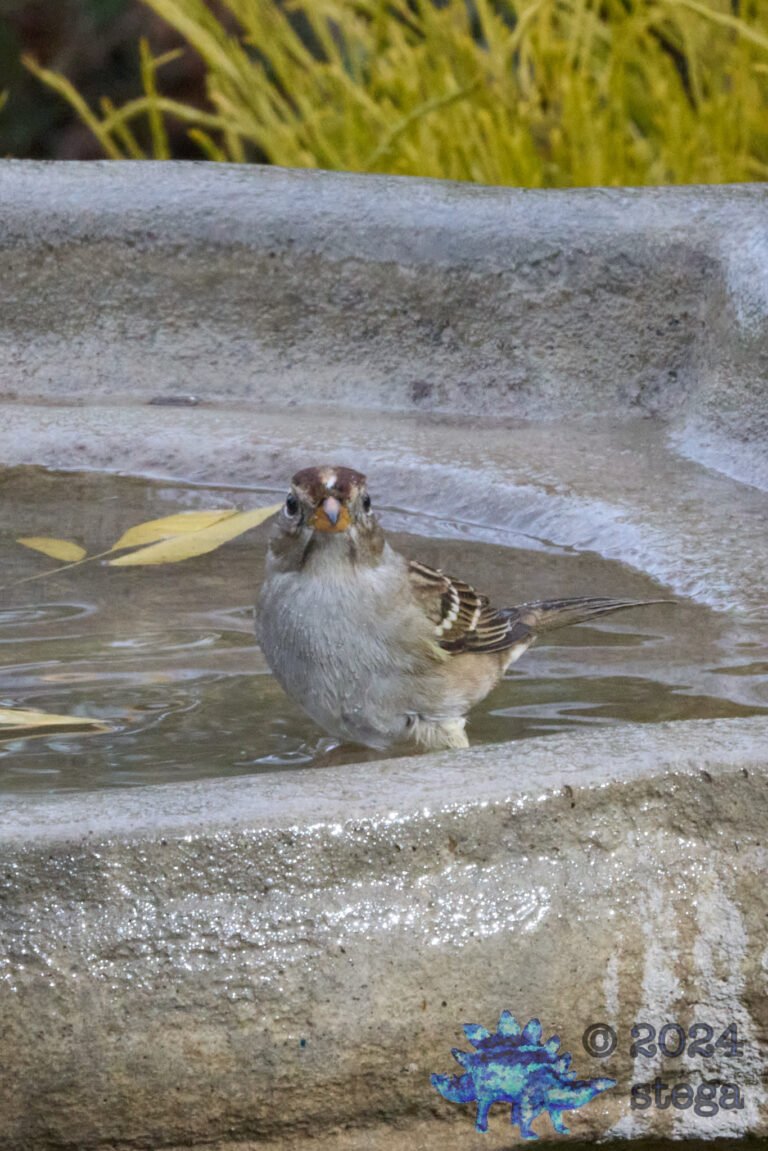 White-Crowned Sparrow