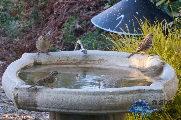 Gold-Crowned Sparrow, Song Sparrow, White-Crowned Sparrow
