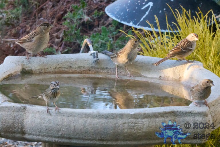 Gold-Crowned Sparrow, Song Sparrow, White-Crowned Sparrow
