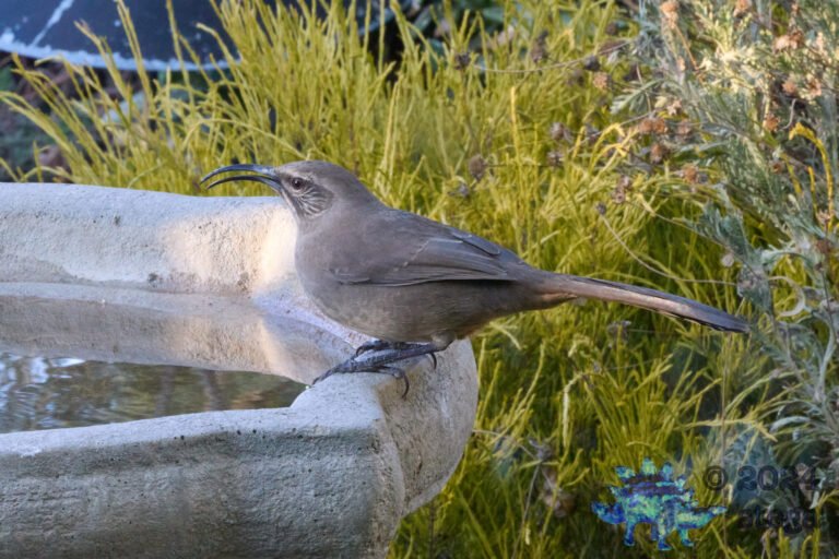 California Thrasher